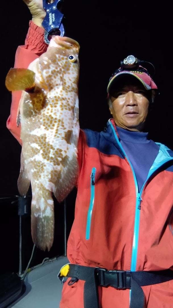 アコウ(キジハタ)