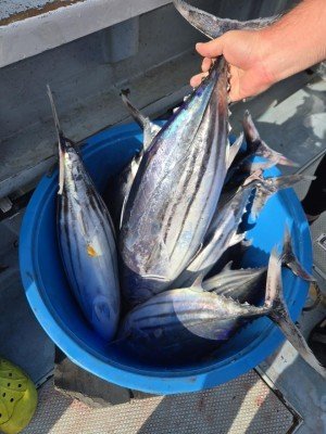 キメジ(キハダ)・カツオ