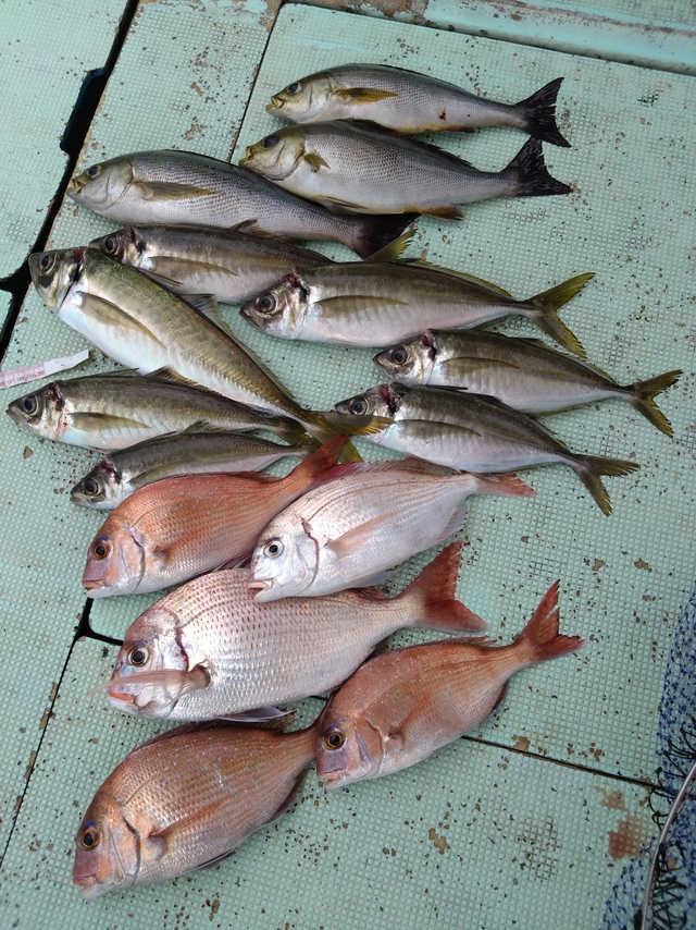 タイ(マダイ)・アジ(マアジ)・イサギ(イサキ)