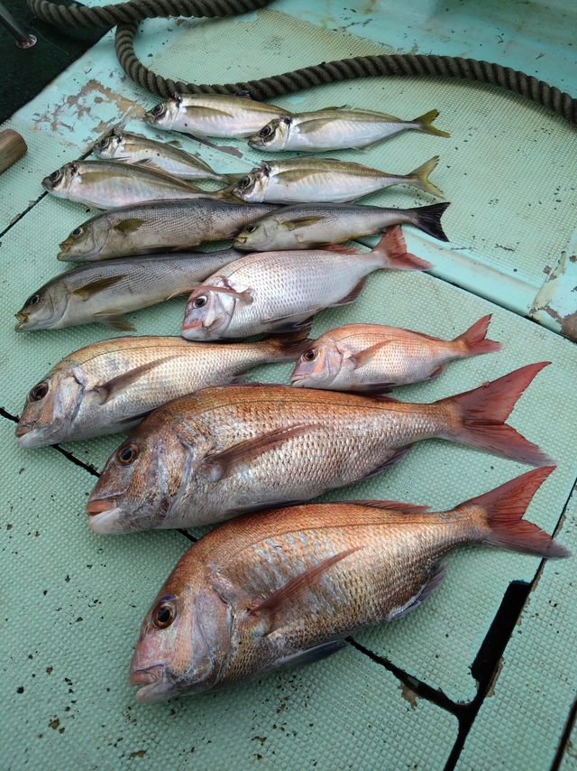 タイ(マダイ)・アジ(マアジ)・イサギ(イサキ)