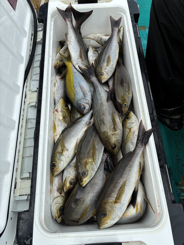 イサギ(イサキ)