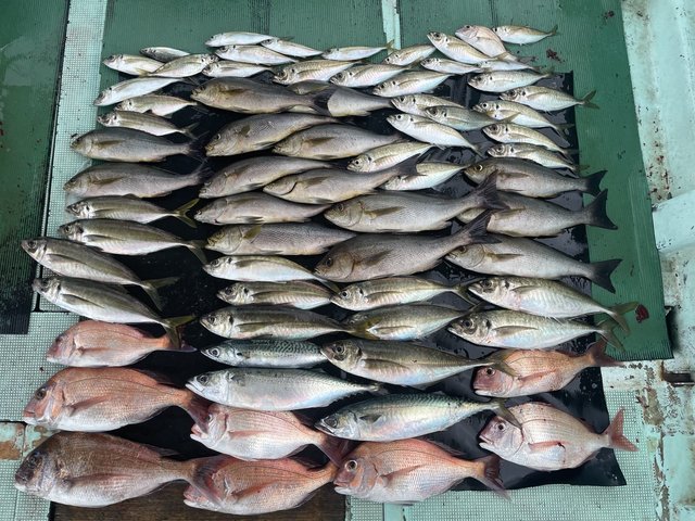 マダイ・マアジ・イサキ・マサバ