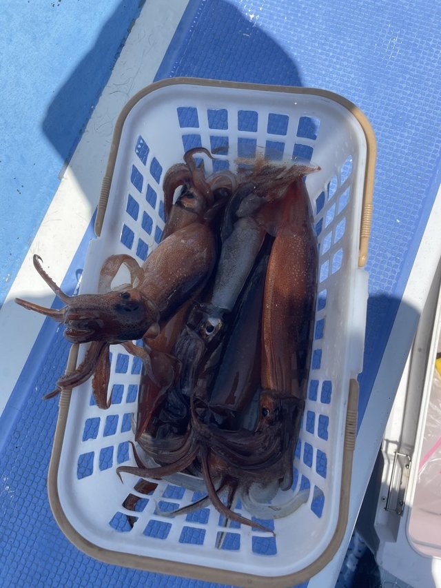 スルメ(スルメイカ)