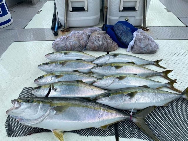 ブリ・タコ(マダコ)