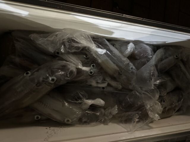 ケンサキ(ケンサキイカ)