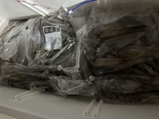 ケンサキ(ケンサキイカ)