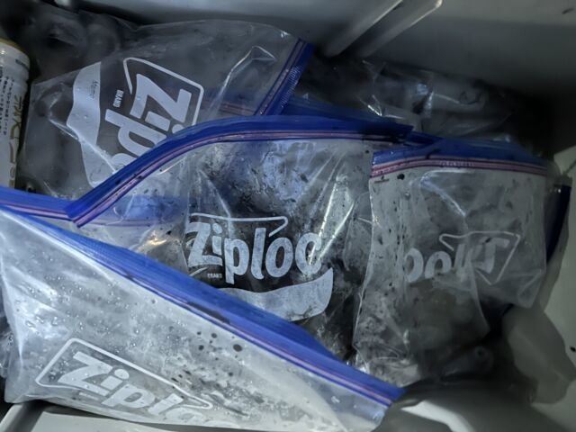 ケンサキ(ケンサキイカ)