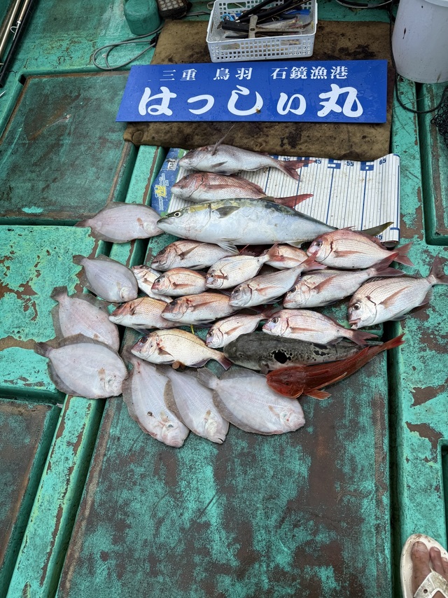 タイ(マダイ)・ワラサ(ブリ)・ホウボウ・トラフグ