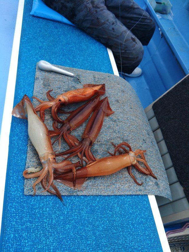 スルメ(スルメイカ)