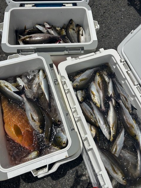 キジハタ・アジ(マアジ)・イサキ