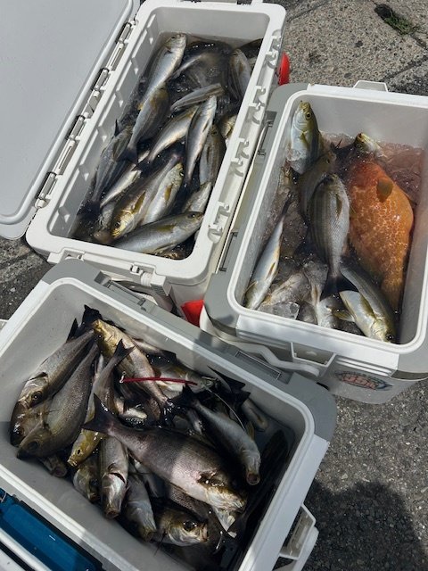 キジハタ・アジ(マアジ)・イサキ