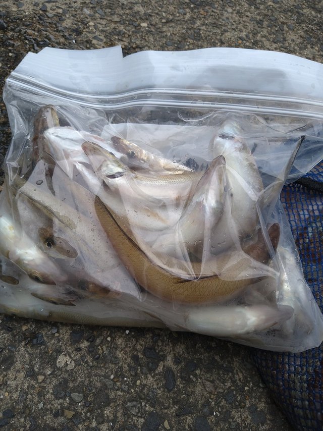 キス(シロギス)