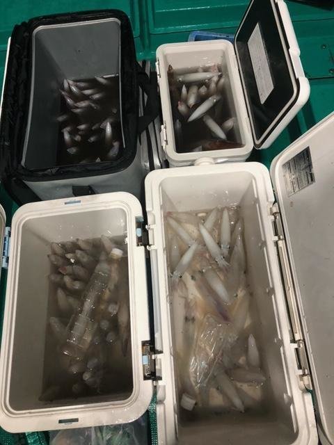 アカイカ(ケンサキイカ)