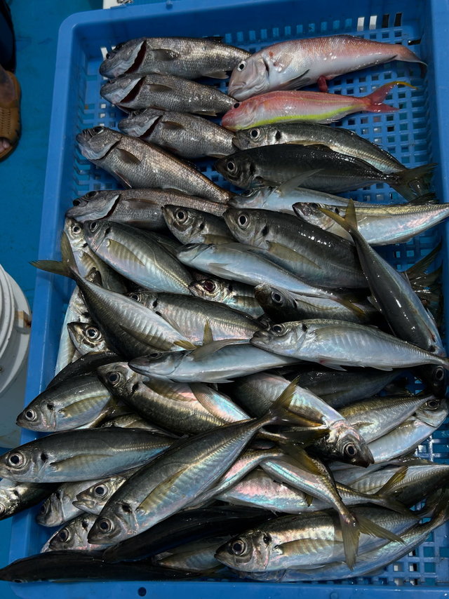 マアジ・シロアマダイ・イトヨリ(イトヨリダイ)・クロムツ