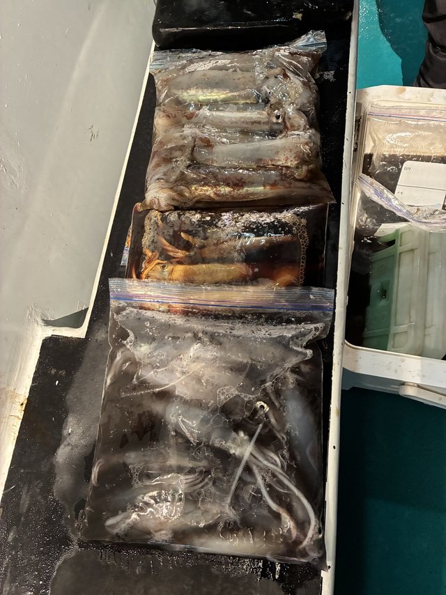 アカイカ(ケンサキイカ)