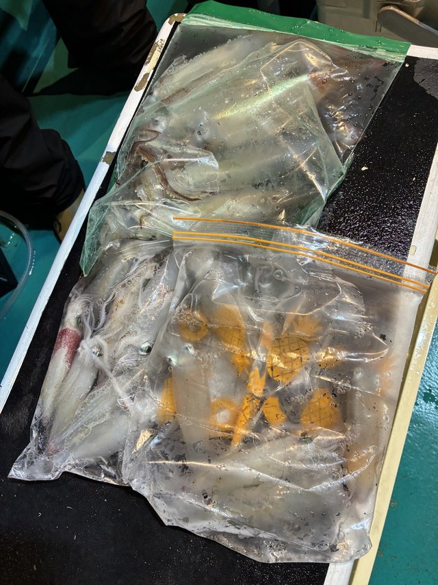 アカイカ(ケンサキイカ)