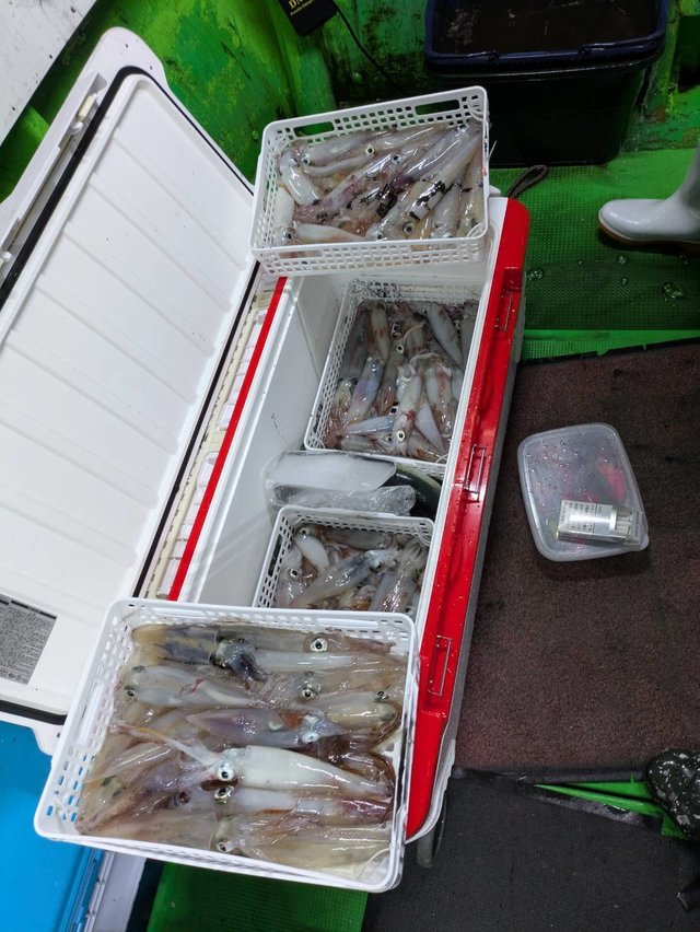 イカ(ケンサキイカ)