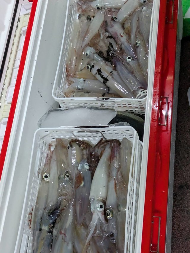 イカ(ケンサキイカ)