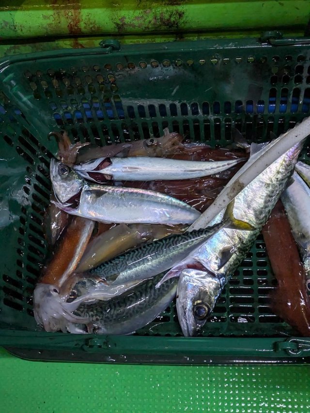 イカ(ケンサキイカ)