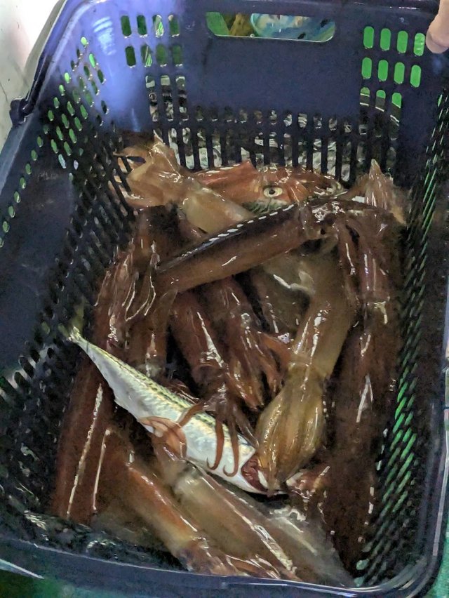 イカ(ケンサキイカ)