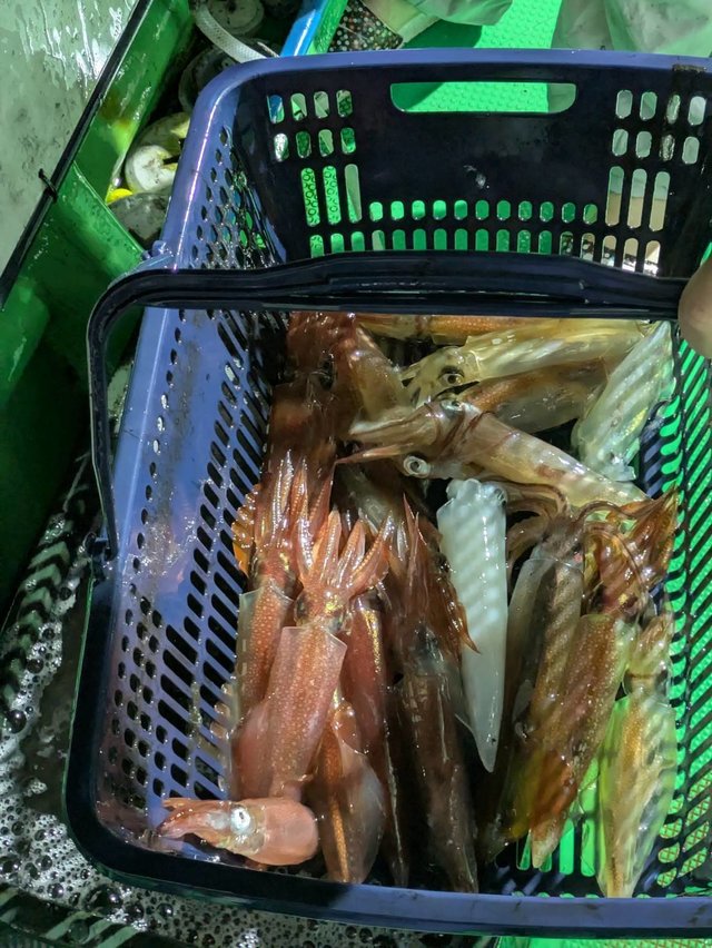 イカ(ケンサキイカ)