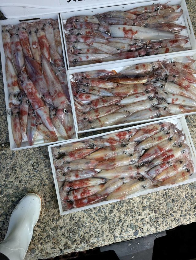 イカ(ケンサキイカ)