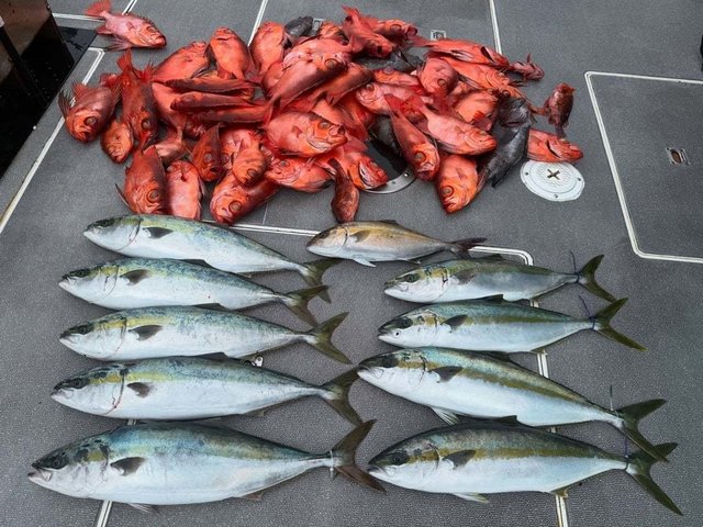 ハマチ(ブリ)・チカメキントキ