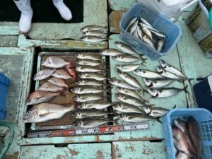 マダイ・マアジ・マサバ