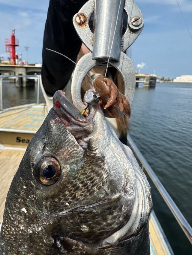 チヌ(クロダイ)