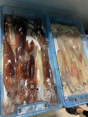 マイカ(ケンサキイカ)