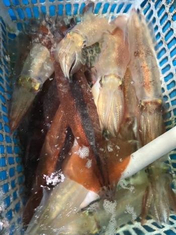 マイカ(ケンサキイカ)