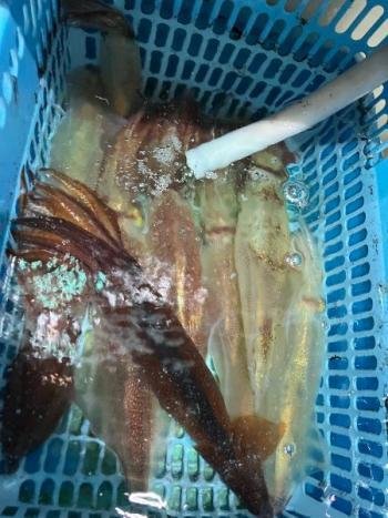 マイカ(ケンサキイカ)