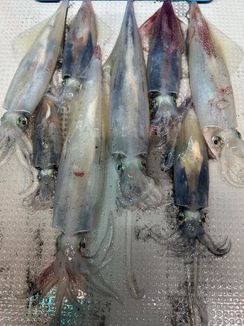 マイカ(ケンサキイカ)