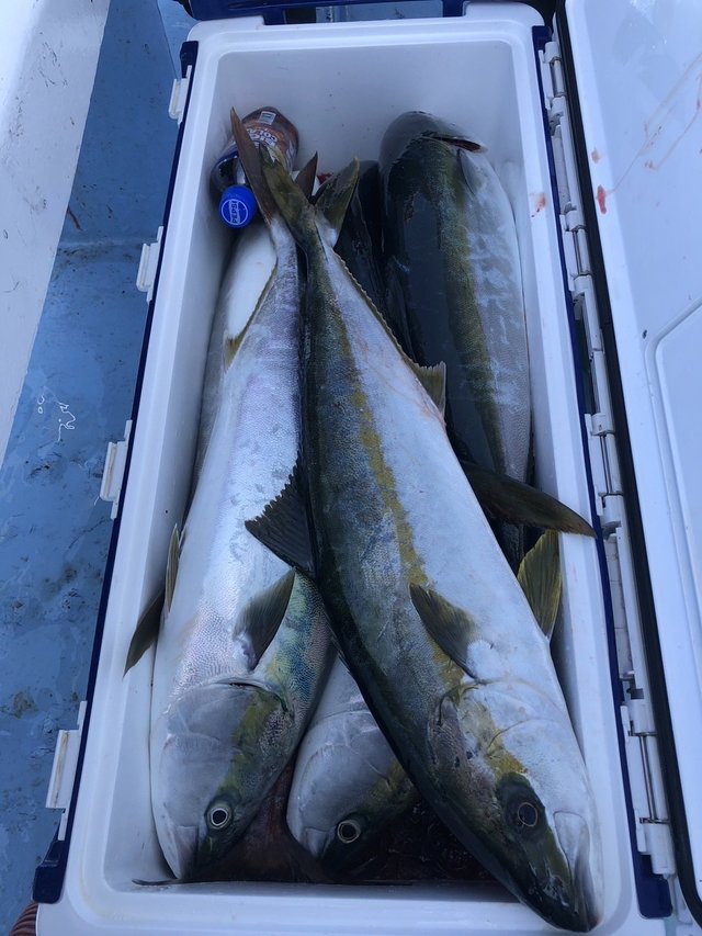 ワラサ(ブリ)・ヒラマサ