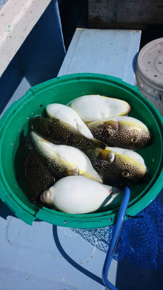 ショウサイフグ