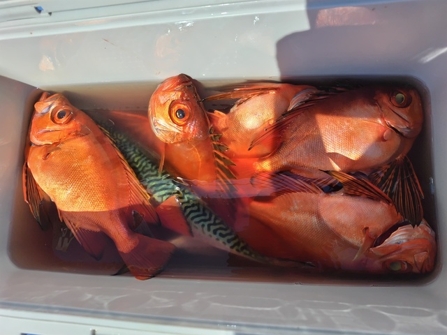 チカメキントキ