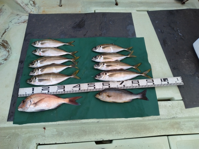 マダイ・マアジ・イサキ