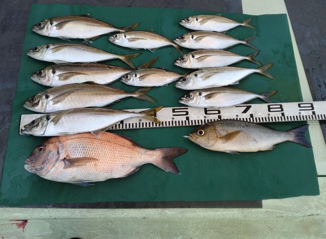 マダイ・マアジ・イサキ