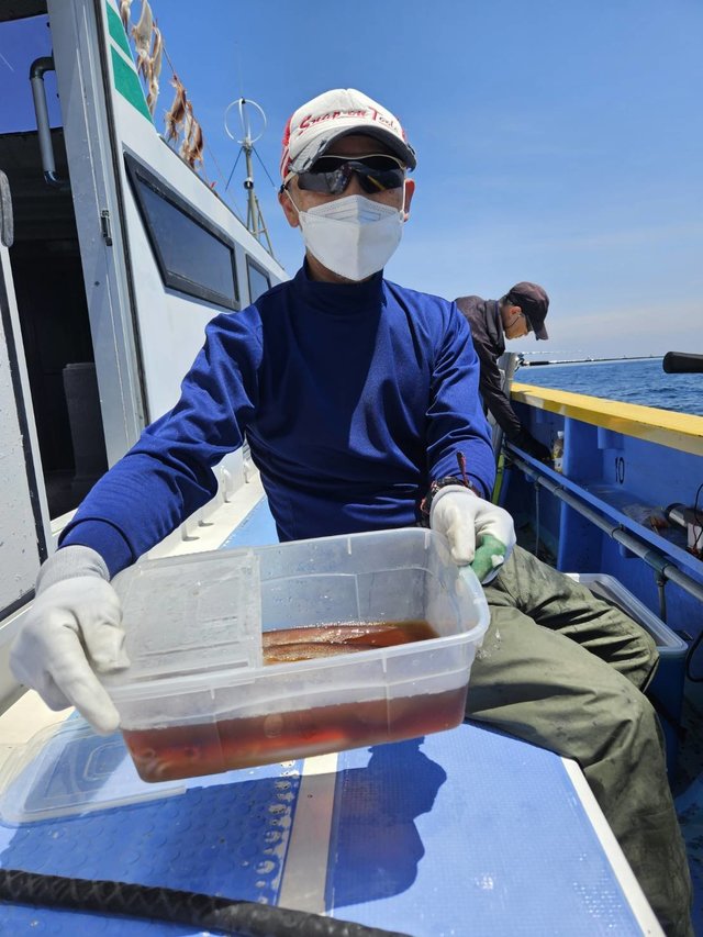 スルメ(スルメイカ)