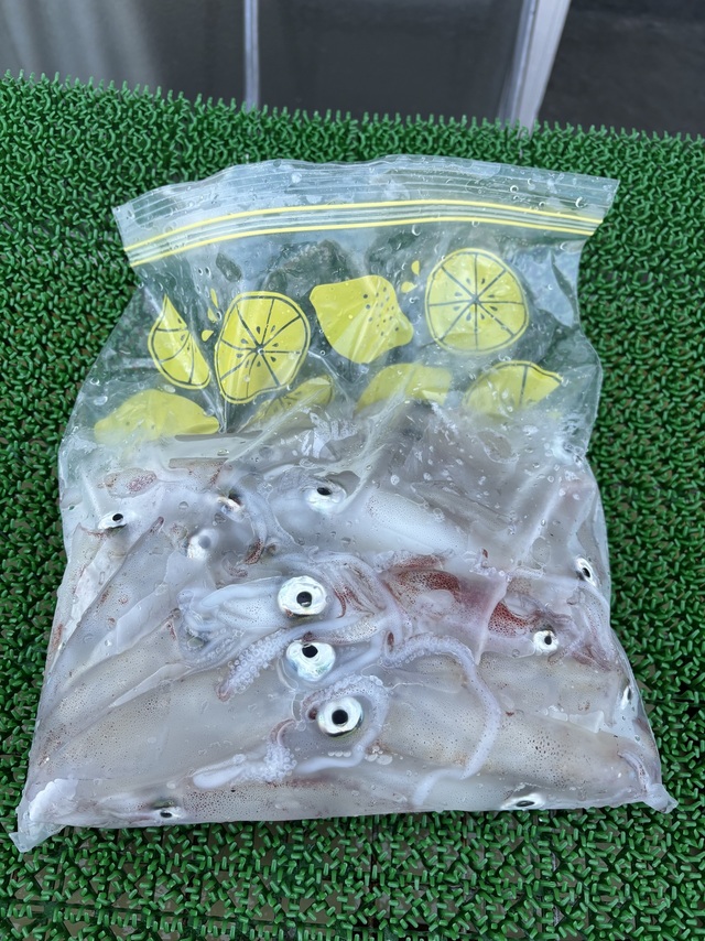 マルイカ(ケンサキイカ)