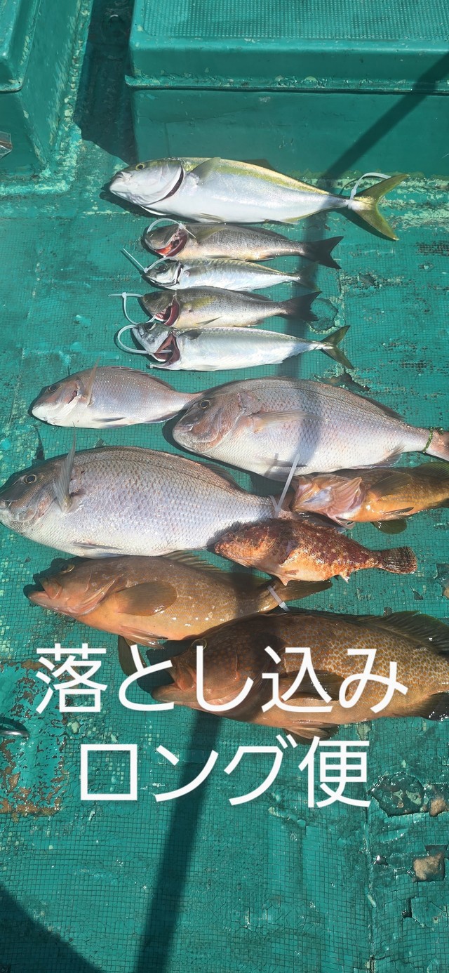 マダイ・アコウ(キジハタ)