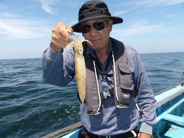 マルイカ(ケンサキイカ)