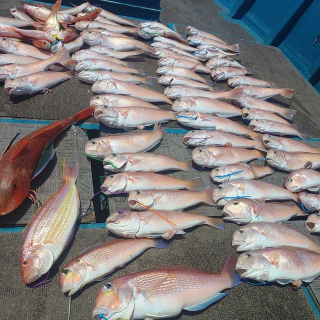 アカアマダイ・シロアマダイ