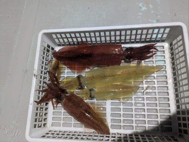 アカイカ(ケンサキイカ)