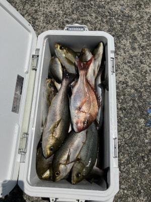 マダイ・イサキ