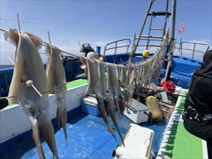 スルメ(スルメイカ)