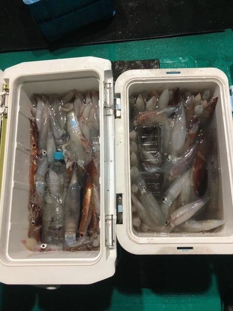 アカイカ(ケンサキイカ)・スルメ(スルメイカ)