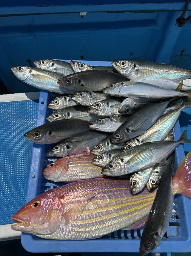 マアジ・イサキ・イトヨリ(イトヨリダイ)