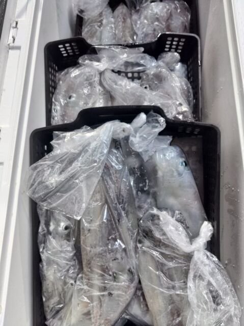 イカ(ヤリイカ)