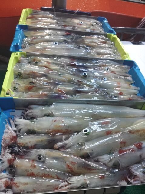 イカ(ヤリイカ)